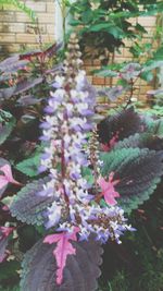 Close-up of pink flowering plant