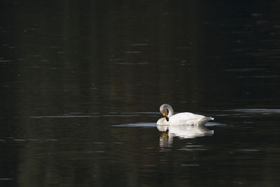 Swan floating in a lake