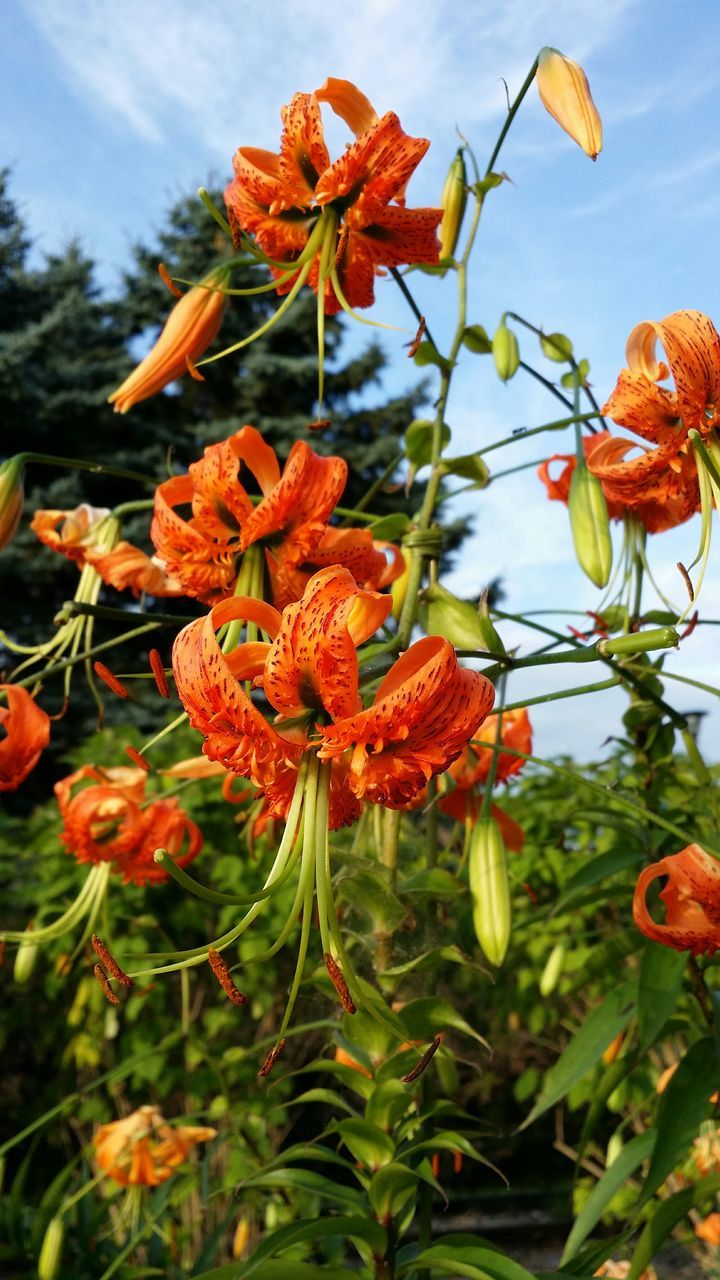 flower, freshness, fragility, petal, growth, flower head, beauty in nature, blooming, plant, nature, orange color, red, close-up, in bloom, stem, focus on foreground, leaf, bud, blossom, day