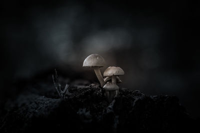 Close-up of mushroom on rock