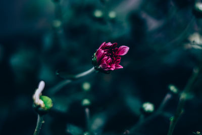 Close-up of flower blooming outdoors