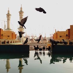 Pigeons at pond by mosque against clear sky