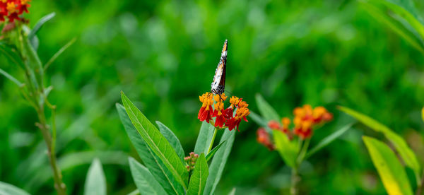 Close-up of butterfly pollinating on flower