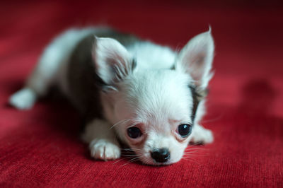 Close-up portrait of a dog