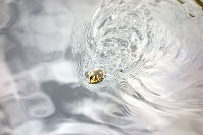 High angle view on little duckling on water