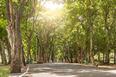 Road amidst trees in forest