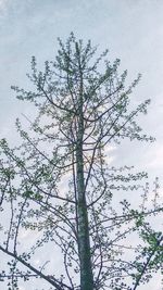 Low angle view of bare tree against sky