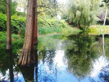 Scenic view of lake in forest