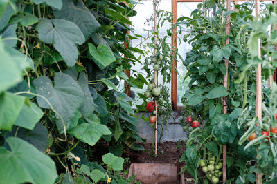 Plants growing in farm