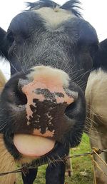 Close-up of cow