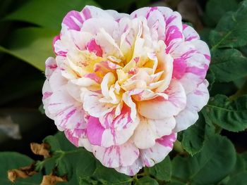 Close-up of pink rose