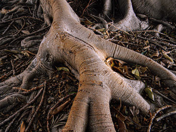 Full frame shot of tree trunk