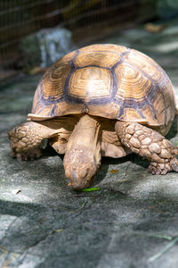 Big tortoises walking on the ground.