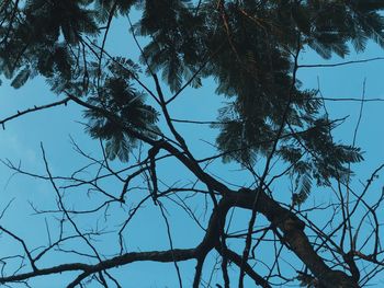 Low angle view of silhouette tree against sky