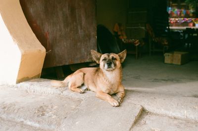 Portrait of dog sitting outdoors