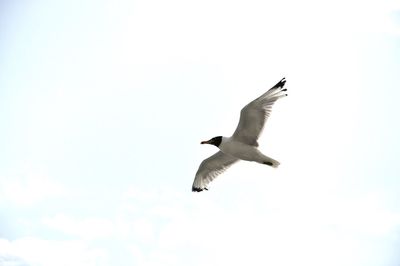 Low angle view of black-headed gull flying against sky