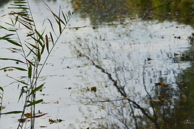 Plant in water