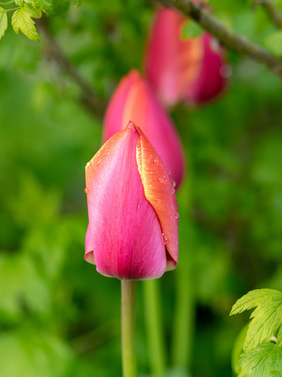 plant, flower, flowering plant, beauty in nature, freshness, close-up, petal, nature, fragility, pink, flower head, growth, inflorescence, focus on foreground, no people, springtime, leaf, plant part, outdoors, blossom, macro photography, green, botany, magenta, plant stem, bud, water, rose, selective focus, day