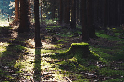 Trees growing in forest