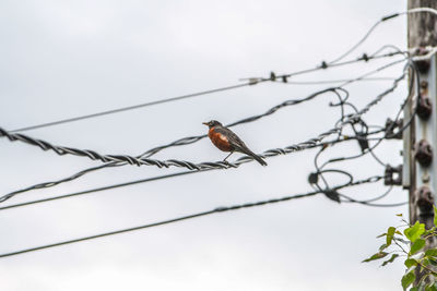 Low angle view of bird perching on cable against sky