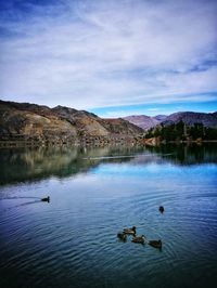 Swans swimming in lake against sky