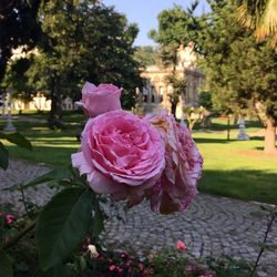 Close-up of pink flowers blooming in park