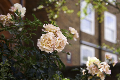 Close-up of white rose bouquet