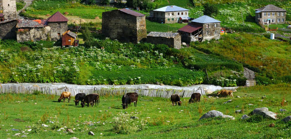 Horses grazing in a field