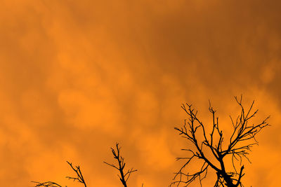 Low angle view of silhouette bare tree against orange sky
