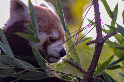 Close-up of a red panda on tree