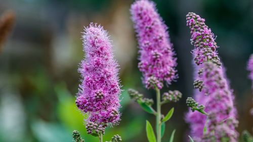 Close-up of purple flowering plant