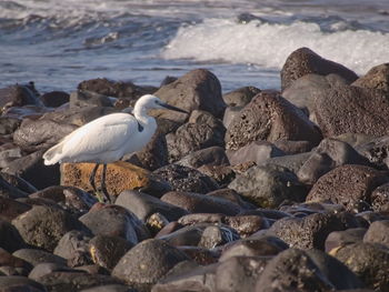 High angle view of seagulls on shore