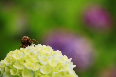 Close-up of insect on flower