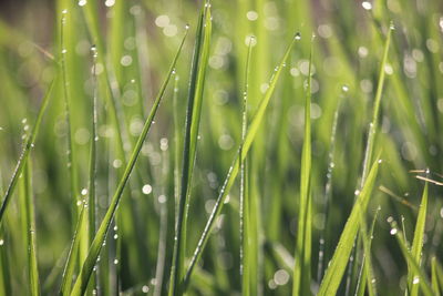 Close-up of wet grass during rainy season