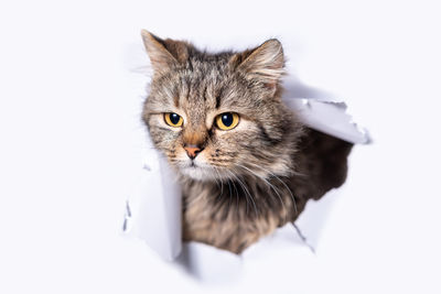 Close-up portrait of cat against white background