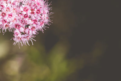 Close-up of pink flower blooming outdoors