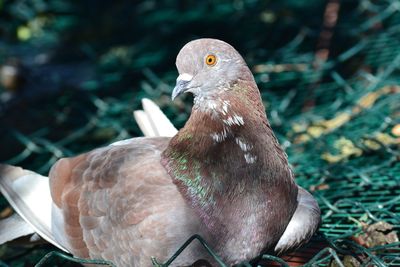 Close-up of pignone bird perching on a field