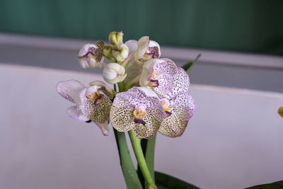 Close-up of purple orchid flower