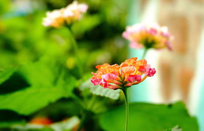 Close-up of pink flowering plant