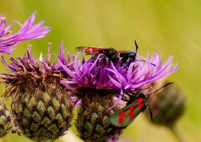 Close-up of honey bee on purple thistle