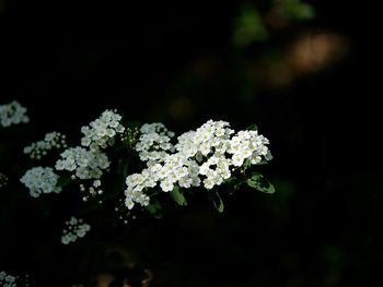 Close-up of white flowering plant