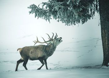 Full length of a horse standing on snow covered field