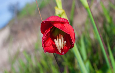 Close-up of red rose flower