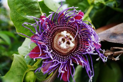 Close-up of flowers