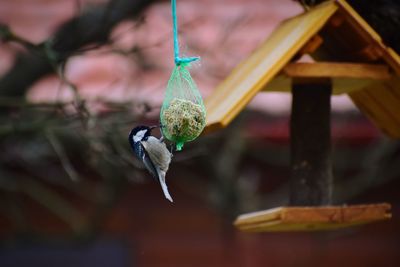 Feeding the birds in winter