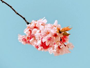 Close-up of pink cherry blossoms against clear sky