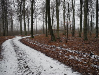 Road amidst bare trees in forest during winter