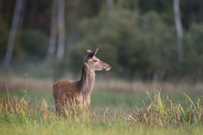Deer standing on field