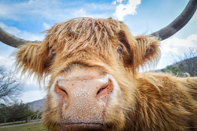 Close-up portrait of highland cattle against sky