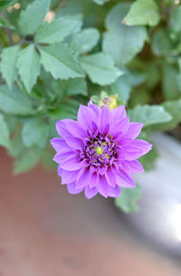 Close-up of pink flower